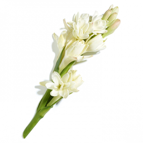 شاخه گل مریم